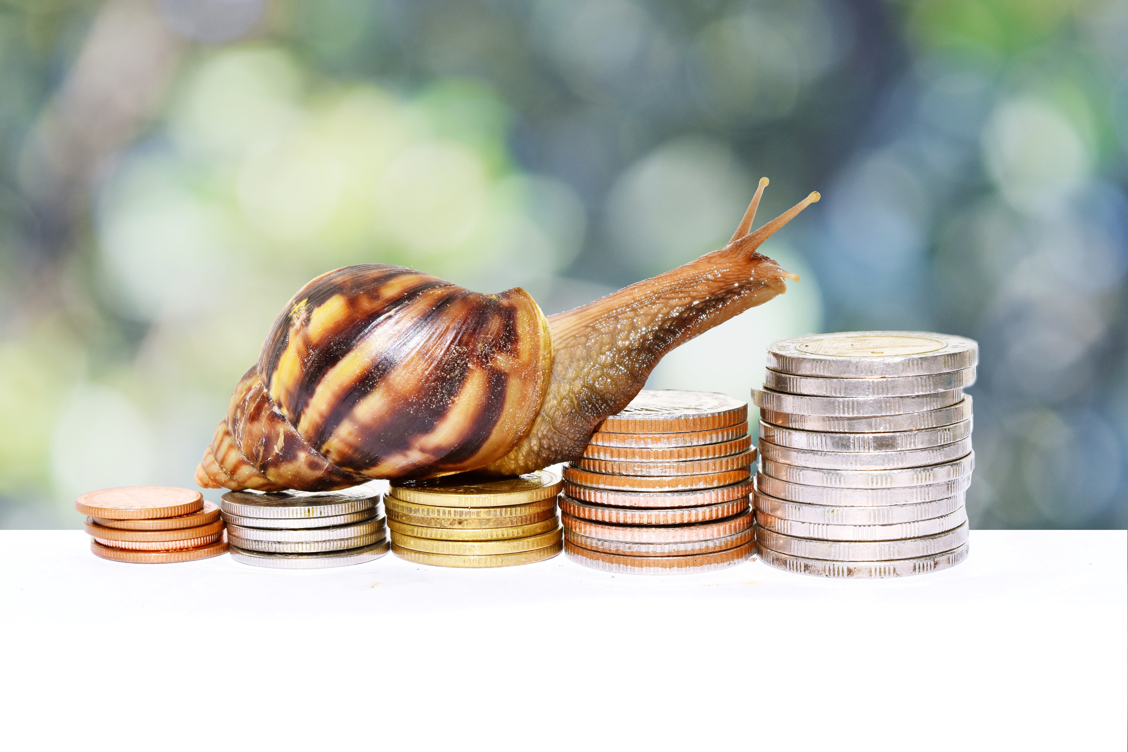 snail.jpg